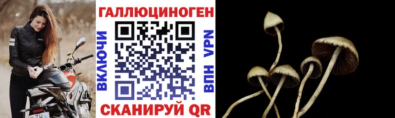 Псилоцибиновые грибы Cubensis  блэк спрут зеркало  Нефтеюганск 